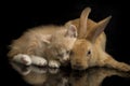 A Beautiful Orange cat kitten and orange-brown cute rabbit funny positions. Animal portrait isolated on black Royalty Free Stock Photo