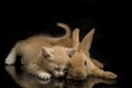 A Beautiful Orange cat kitten and orange-brown cute rabbit funny positions. Animal portrait isolated on black Royalty Free Stock Photo