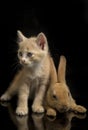 A Beautiful Orange cat kitten and orange-brown cute rabbit funny positions. Animal portrait isolated on black Royalty Free Stock Photo