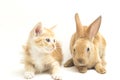 A Beautiful Orange cat kitten and orange-brown cute rabbit funny positions. Animal portrait isolated on white Royalty Free Stock Photo