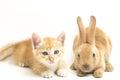 A Beautiful Orange cat kitten and orange-brown cute rabbit funny positions. Animal portrait isolated on white Royalty Free Stock Photo