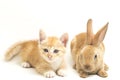 A Beautiful Orange cat kitten and orange-brown cute rabbit funny positions. Animal portrait isolated on white Royalty Free Stock Photo