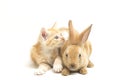 A Beautiful Orange cat kitten and orange-brown cute rabbit funny positions. Animal portrait isolated on white Royalty Free Stock Photo