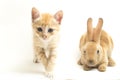 A Beautiful Orange cat kitten and orange-brown cute rabbit funny positions. Animal portrait isolated on white Royalty Free Stock Photo