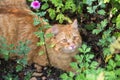 Beautiful orange cat portrait with insight look outdoors in nature in green grass Royalty Free Stock Photo