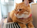 Beautiful orange cat rests on the table beside the air box