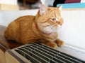 Beautiful orange cat rests on the table beside the air box