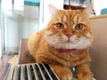 Beautiful orange cat rests on the table beside the air box