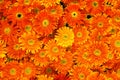 Beautiful of Orange chrysanthemum flowers backgrou Royalty Free Stock Photo