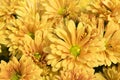 Beautiful Orange chrysanthemum flowers background Royalty Free Stock Photo