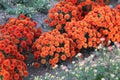 Beautiful orange Chrysanthemums in garden Royalty Free Stock Photo