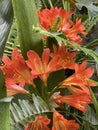 Beautiful orange Clivia flowers Royalty Free Stock Photo