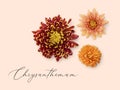 Beautiful orange clivia, lily, rose, poppy, calendula, marigold, chrysanthemum flowers set isolated on white background Royalty Free Stock Photo