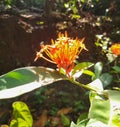 Beautiful orange color ashoka flower bunch with branch