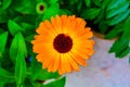 Beautiful orange color Calendula flower with green background