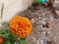 Beautiful Orange Color Marigold flower, Tagetes erecta, Mexican, Aztec or African marigold in the garden Royalty Free Stock Photo