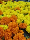 Beautiful Orange Color Marigold flower, Tagetes erecta, Mexican, Aztec or African marigold in the garden Royalty Free Stock Photo