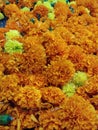 Beautiful Orange Color Marigold flower, Tagetes erecta, Mexican, Aztec or African marigold in the garden Royalty Free Stock Photo