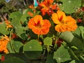 Beautiful orange color nasturtium flowers in a garden Royalty Free Stock Photo