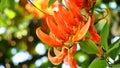 Orange color new guinea creeper flower