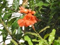 Beautiful Orange Color Pomegranate Plant Flower with green leaves background Royalty Free Stock Photo