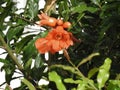Beautiful Orange Color Pomegranate Plant Flower with green leaves background Royalty Free Stock Photo