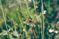 A beautiful orange-colored butterfly sits on a daisy flower Royalty Free Stock Photo