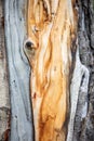 Orange Pattern Wood Grain on a Pine Tree in Rocky Mountain National Park Royalty Free Stock Photo