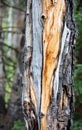 Orange Pattern Wood Grain on a Pine Tree in Rocky Mountain National Park Royalty Free Stock Photo