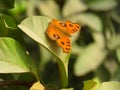 Beautiful orange colour butterfly or Junonia almana, the peacock pansy, is a species of nymphalid butterfly found in South Asia. Royalty Free Stock Photo