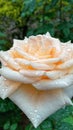 Beautiful orange-colored rose after rain