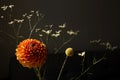 Beautiful orange coloured sunny Dahlia flower , yellow craspedia and white dried flowers, modern bouquet flowers dark Royalty Free Stock Photo