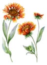 Beautiful Orange Coreopsis Flower On A Stem With Green Leaves. Set Of Two Flowers Isolated On White Background. Watercolor