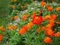 Beautiful orange cosmos flowers.