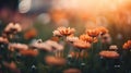 Beautiful orange cosmos flowers in the field at sunset. Nature background Royalty Free Stock Photo