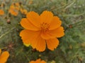 Beautiful Orange Cosmos: Perfect for Romantic Scenes