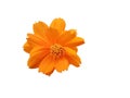 Beautiful orange Cosmos Sulphureus flower isolated on white background Royalty Free Stock Photo