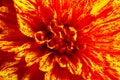 Beautiful orange dahlia flower as background, closeup Royalty Free Stock Photo