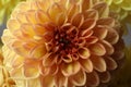 Beautiful orange dahlia flower as background, closeup Royalty Free Stock Photo