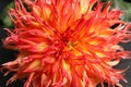 Beautiful orange dahlia flower as background, closeup Royalty Free Stock Photo