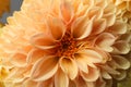 Beautiful orange dahlia flower as background Royalty Free Stock Photo