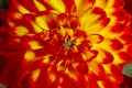 Beautiful orange dahlia flower as background, closeup Royalty Free Stock Photo