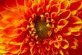 Beautiful orange dahlia flower as background, closeup Royalty Free Stock Photo