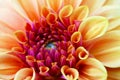 Beautiful orange dahlia flower closeup. Flowers, background Royalty Free Stock Photo