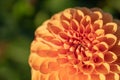 Beautiful orange Dahlia flower, macro and copy space background Royalty Free Stock Photo