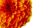 Beautiful orange dahlia flower on white background, closeup Royalty Free Stock Photo