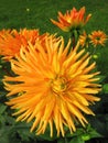 Orange dahlia flowers in garden Royalty Free Stock Photo