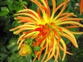 Orange dahlia flowers in garden Royalty Free Stock Photo