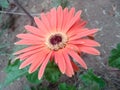 Beautiful orange dahlia fresh flower blossoming in the garden Royalty Free Stock Photo