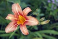 Beautiful Orange Day Lilly in Beverly, Massatuchets Royalty Free Stock Photo